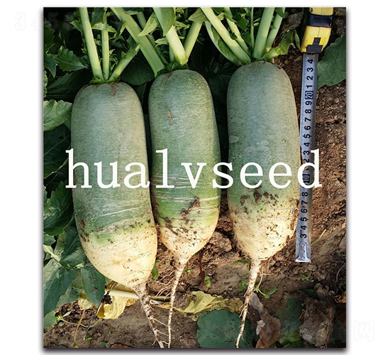 青濰三號-蘿卜種子-華綠