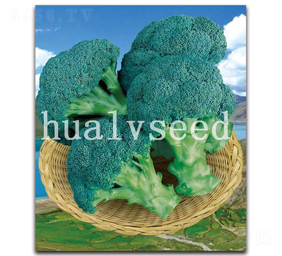 高崗-西蘭花種子-華綠