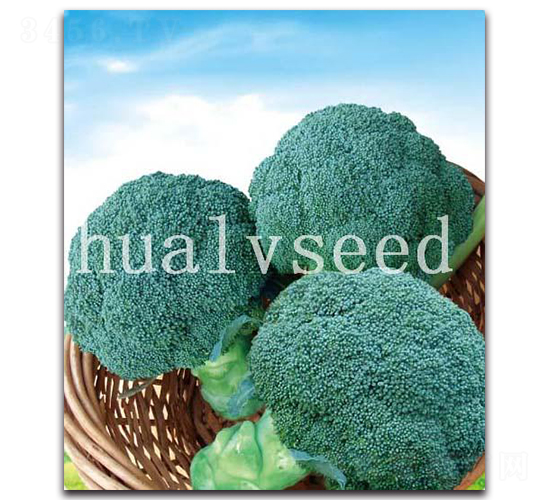 青山-西蘭花種子-華綠