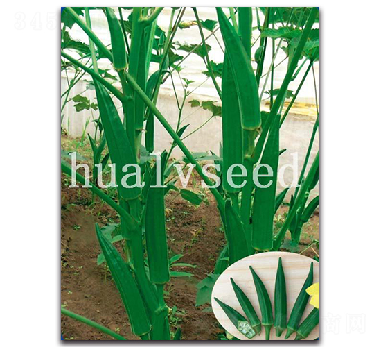 濃綠五角黃秋葵-黃秋葵種子-華綠