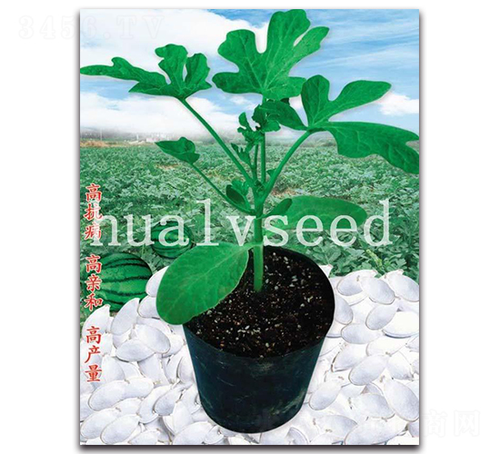 長(zhǎng)壽砧木-砧木種子-華綠