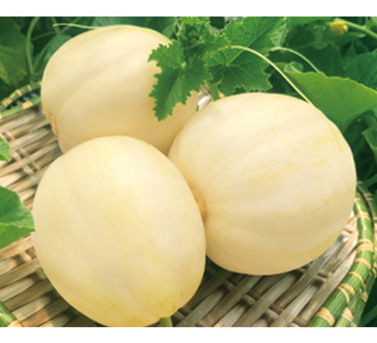 甘糖17-甜瓜種子-澤甜種業(yè)