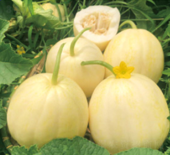 甘糖五-甜瓜種子-澤甜種業(yè)