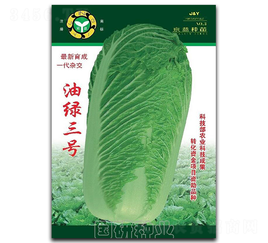 油綠三號(hào)-白菜種子-國(guó)研種業(yè)