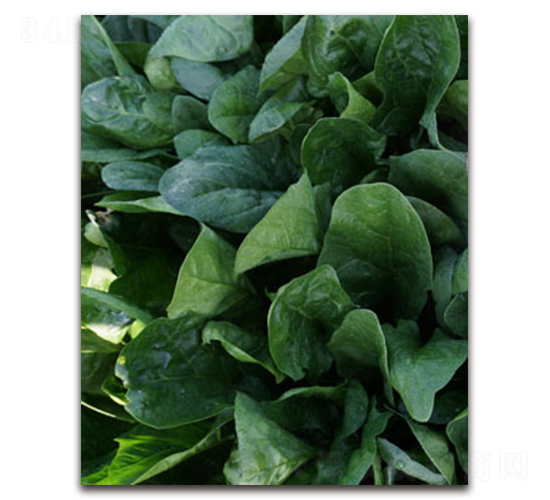 TI-12L-菠菜種子-黃瀧種子