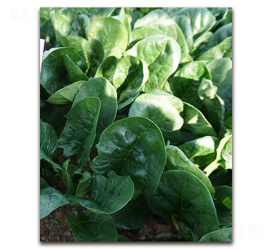 TI-11W-菠菜種子-黃瀧種子