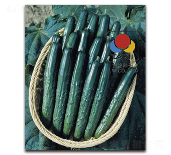 夏美茲-黃瓜種子-黃瀧種子