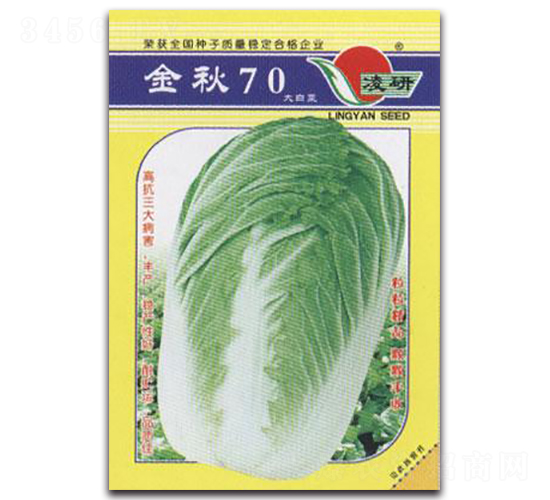 金秋70-白菜種子-仁大農業(yè)