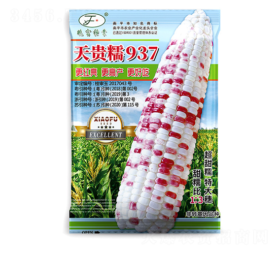 天貴糯937-玉米種子-曉富種子