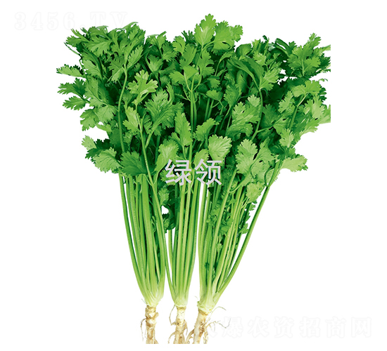 鐵桿香菜-香菜種子-綠領(lǐng)種業(yè)