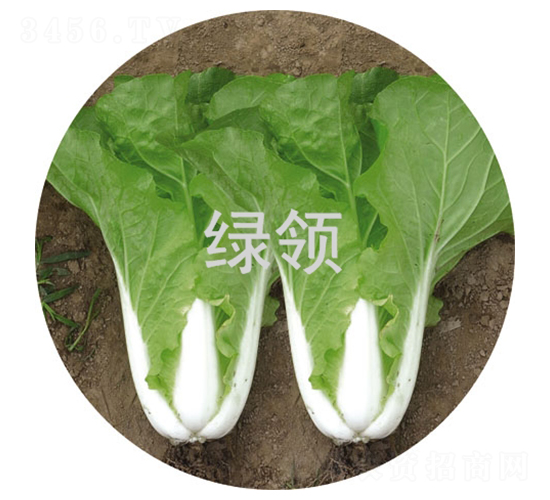 ���v165-С�ײ˷N��-�G�I�N�I(y��)