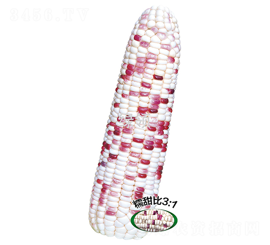 晶彩花糯5號-糯玉米種子-綠領種業(yè)