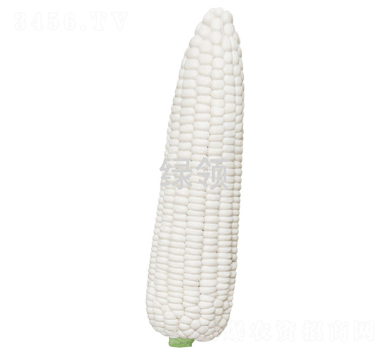 萃糯3號(hào)-玉米種子-綠領(lǐng)種業(yè)