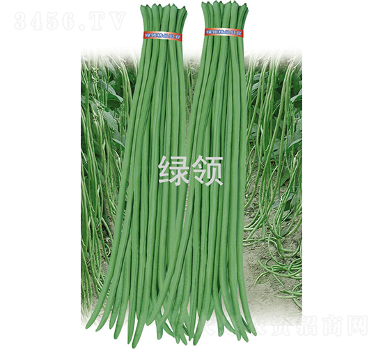 艾美特-豆角種子-綠領(lǐng)種業(yè)