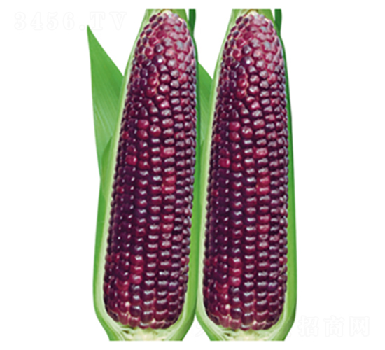 紫香糯-糯玉米種子-三主糧