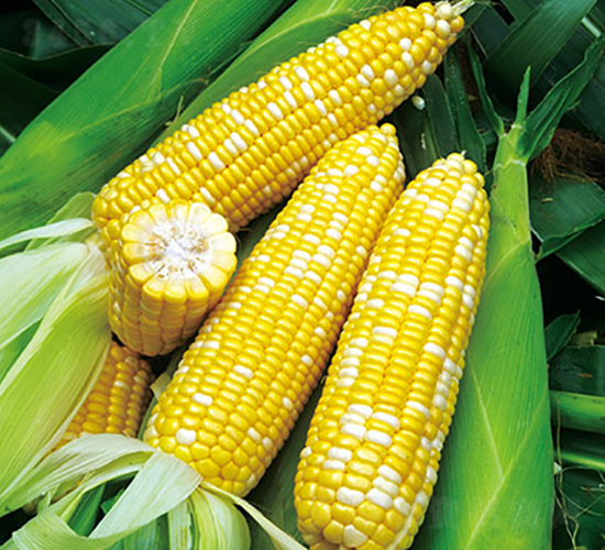 雙色蜜脆-糯玉米種子-金農(nóng)科