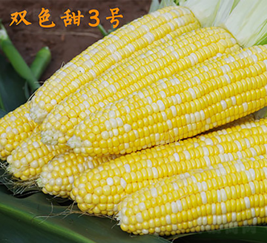 雙色甜3號-甜玉米種子-金農科