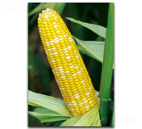 雙色甜蜜-甜玉米種子-金農(nóng)科