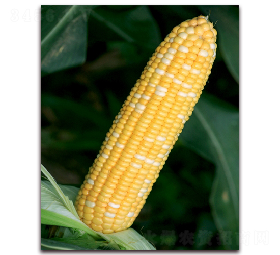 �pɫ��1606-�����׷N��-���r(n��ng)��