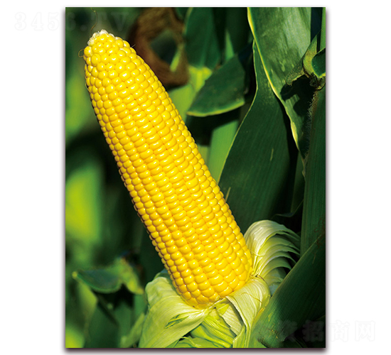 ����678-�����׷N��-���r(n��ng)��