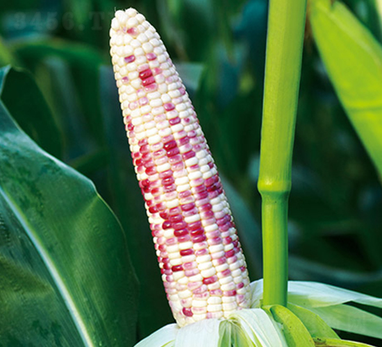 ���Ŵ670-Ŵ���׷N��-���r(n��ng)��