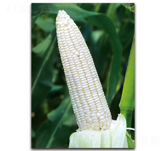 ��Ŵ8̖(h��o)-Ŵ���׷N��-���r(n��ng)��