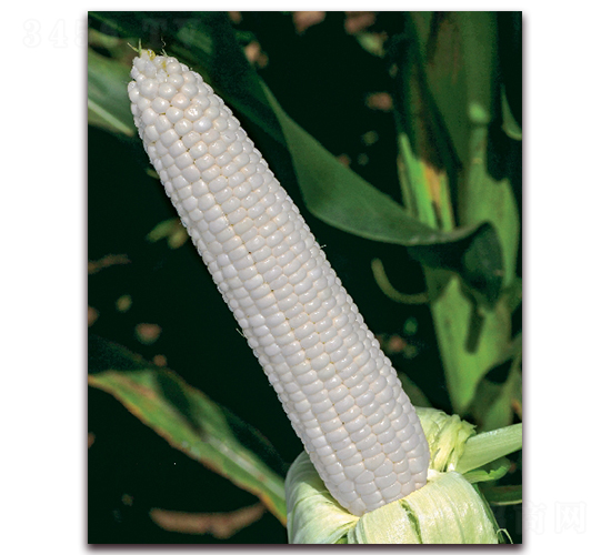 ��Ŵ1801-Ŵ���׷N��-���r(n��ng)��