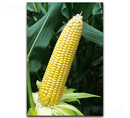 �S��Ŵ6̖(h��o)-��Ŵ���׷N��-���r(n��ng)��