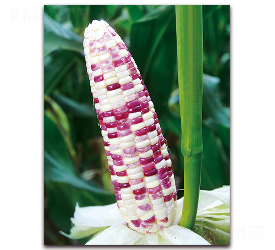 彩甜糯617-甜糯玉米種子-金農(nóng)科