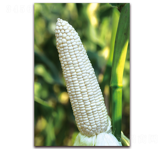 ��Ŵ685-��Ŵ���׷N��-���r(n��ng)��