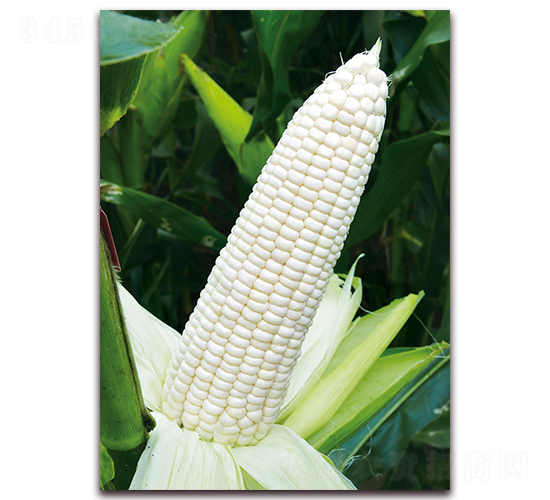 金糯1607-甜糯玉米種子-金農(nóng)科