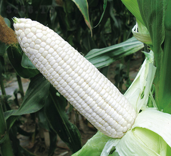 金糯628-甜糯玉米種子-金農(nóng)科
