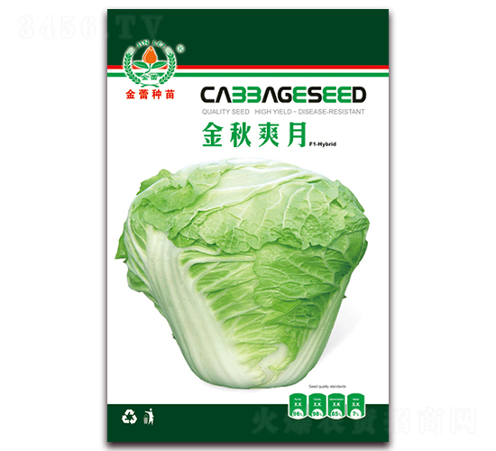 金秋爽月-白菜種子-金蕾種苗