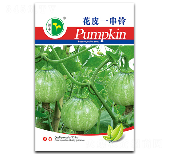 花皮一串鈴-南瓜種子-德豐種業(yè)
