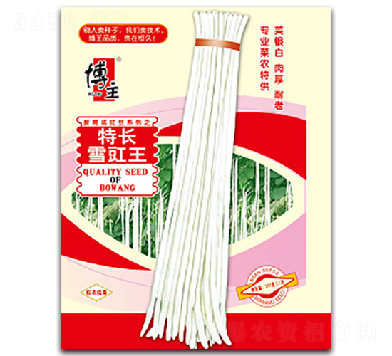 ���Lѩ����-�����N��-����