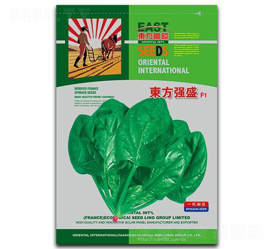 東方強(qiáng)盛-菠菜種子-祥瑞達(dá)