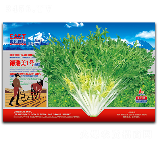 德瑞美1號-苦苣種子-祥瑞達(dá)