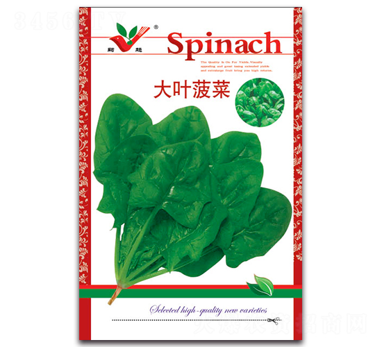大葉菠菜-菠菜種子-豐農(nóng)農(nóng)業(yè)