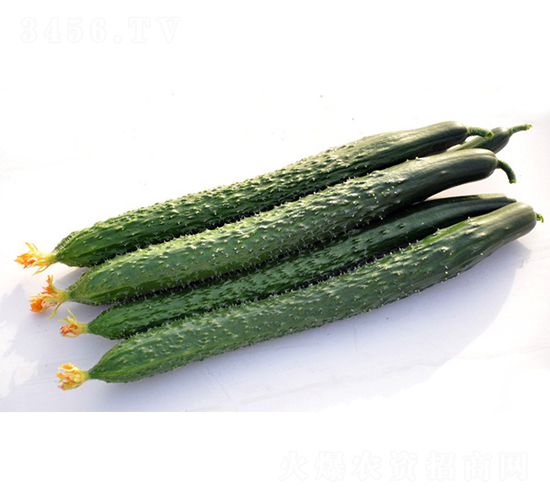 DY6-8-黃瓜種子-福宸農(nóng)業(yè)