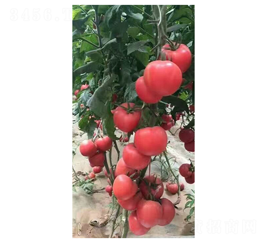 多樂-西紅柿種子-福宸農(nóng)業(yè)