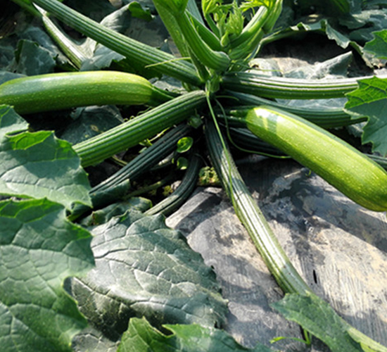 暑王303-西葫蘆種子-福宸農(nóng)業(yè)