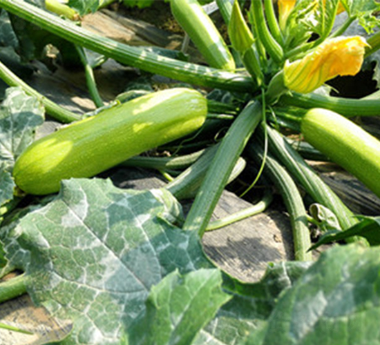 贏秋901-西葫蘆種子-福宸農業(yè)