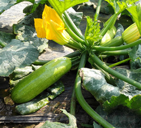 瑞豐3008-西葫蘆種子-福宸農(nóng)業(yè)