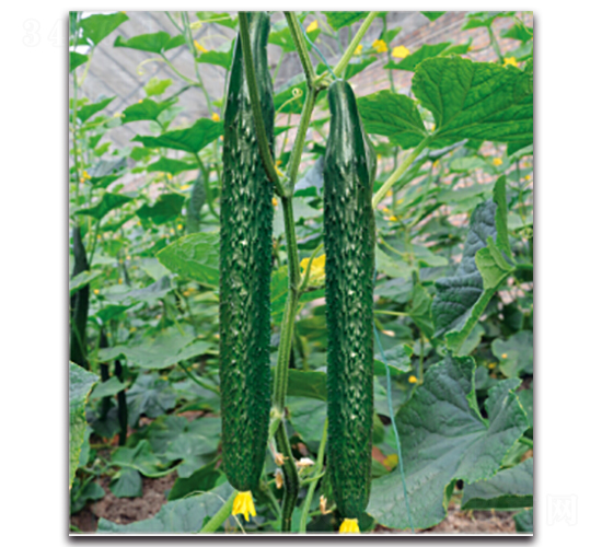 綠美1號(hào)-黃瓜種子-多美農(nóng)