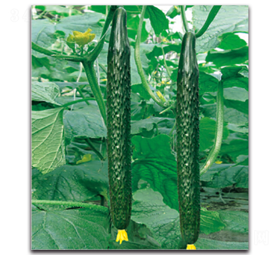 綠美2號-黃瓜種子-多美農(nóng)