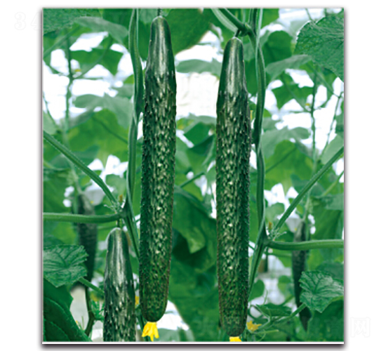 綠美3號(hào)-黃瓜種子-多美農(nóng)