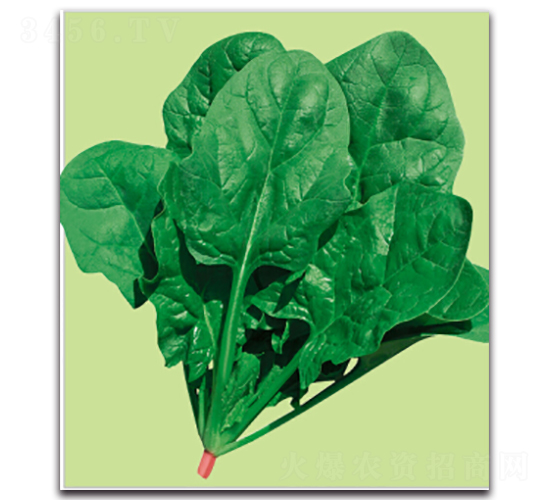 維奇-菠菜種子-多美農