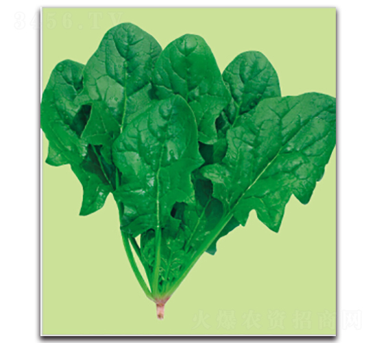 維強-菠菜種子-多美農(nóng)