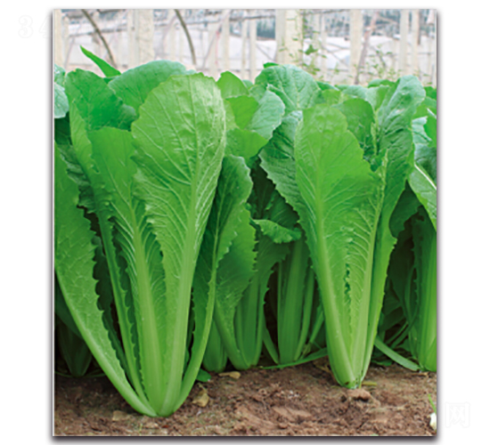 早收2號-菠菜種子-多美農(nóng)