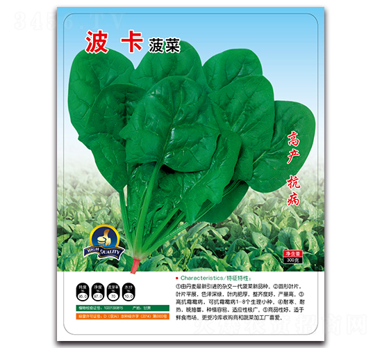 波卡菠菜-菠菜種子-多美農(nóng)